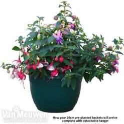 Fuchsia Trailing Pre-Planted Basket 7 Fuchsia Trailing Pre-Planted Basket -Van Meuwen fuch vm