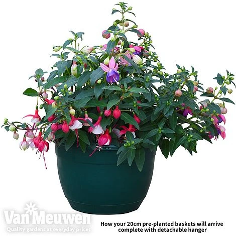 Fuchsia Trailing Pre-Planted Basket 4 Fuchsia Trailing Pre-Planted Basket - Image 4