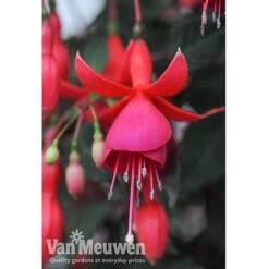 Fuchsia 'Fusion' -Van Meuwen fuch2