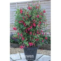 Fuchsia 'Fusion' -Van Meuwen fuch3