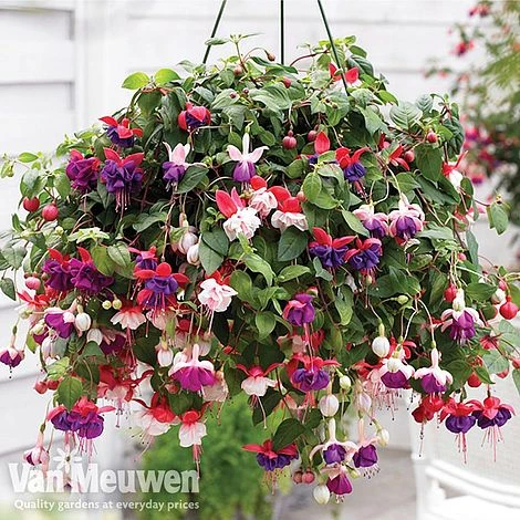Fuchsia Trailing Pre-Planted Basket 1 Fuchsia Trailing Pre-Planted Basket