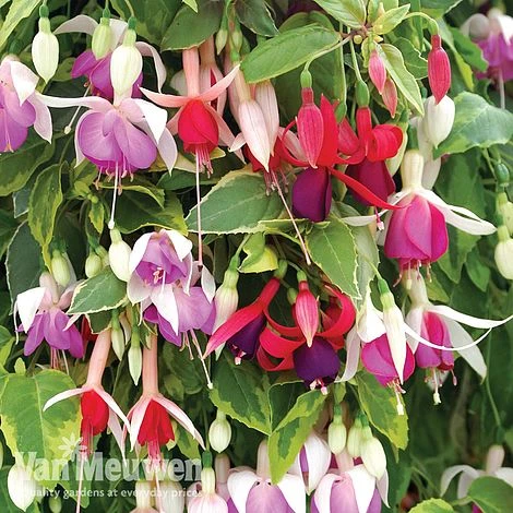 Fuchsia Trailing Pre-Planted Basket 3 Fuchsia Trailing Pre-Planted Basket - Image 3