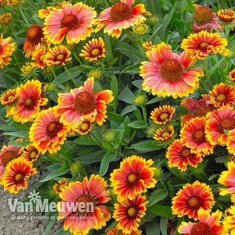 Gaillardia 'Arizona Sun' 2 Gaillardia 'Arizona Sun' - Image 2