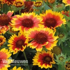 Gaillardia 'Arizona Sun' 6 Gaillardia 'Arizona Sun' -Van Meuwen gail v17402 C