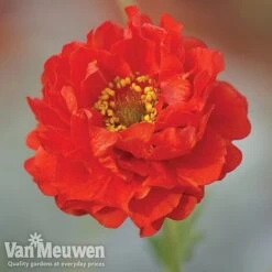 Garden Ready Perennial Collection 8 Garden Ready Perennial Collection -Van Meuwen geum1
