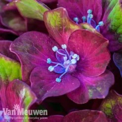 Hydrangea Macrophylla GLAM ROCK 'Horwack' -Van Meuwen glam1