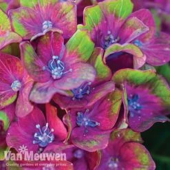 Hydrangea Macrophylla GLAM ROCK 'Horwack' -Van Meuwen glam2