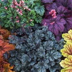 Heuchera 'Mosaic' -Van Meuwen heuchera NOW1