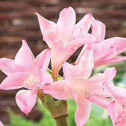 Amarcrinum Memoria-corsii 'Howardii' -Van Meuwen howard