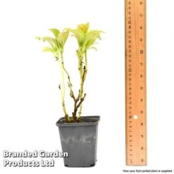 Hydrangea Macrophylla GLAM ROCK 'Horwack' -Van Meuwen hydr