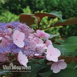 Hydrangea Aspera 'Hot Chocolate' 6 Hydrangea Aspera 'Hot Chocolate' -Van Meuwen hyrdrangea hot chocolate2
