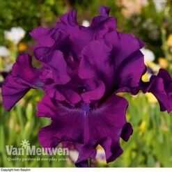 Iris Re-Blooming Collection 8 Iris Re-Blooming Collection -Van Meuwen iris cantina