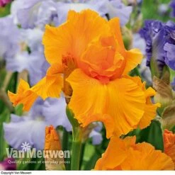 Iris Re-Blooming Collection 9 Iris Re-Blooming Collection -Van Meuwen iris orangeharvest