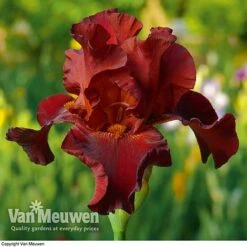Iris Re-Blooming Collection 10 Iris Re-Blooming Collection -Van Meuwen iris passthewine