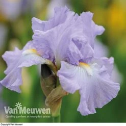 Iris Re-Blooming Collection 11 Iris Re-Blooming Collection -Van Meuwen iris victoriafalls