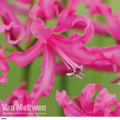 Nerine Bowdenii Collection -Van Meuwen isabel
