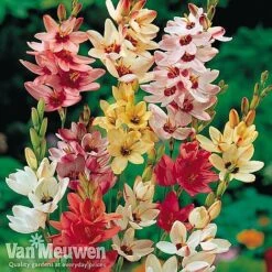 Bumper Spring Bulb Collection 13 Bumper Spring Bulb Collection -Van Meuwen ixia main1