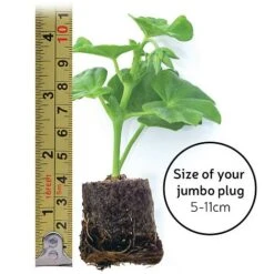 Chrysanthemum 'Incurved Mixed' -Van Meuwen jumboplugsize35