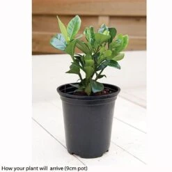 Gardenia Jasminoides 'Kleim's Hardy' 5 Gardenia Jasminoides 'Kleim's Hardy' -Van Meuwen kleims example