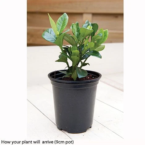 Gardenia Jasminoides 'Kleim's Hardy' 3 Gardenia Jasminoides 'Kleim's Hardy' - Image 3