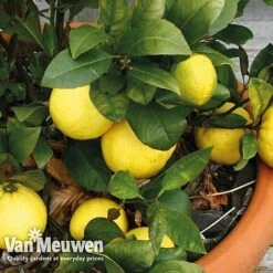 Fruit Meyer Lemon -Van Meuwen lemo 64680v c