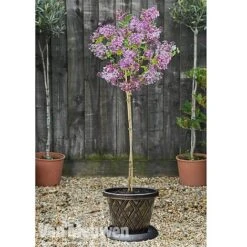 Lilac 'Palibin' -Van Meuwen lilac b