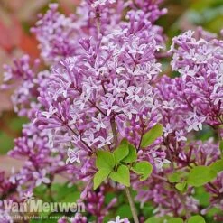 Lilac 'Palibin' -Van Meuwen lilac c