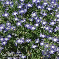 Lobelia 'Waterfall Ice Blue' -Van Meuwen lob waterfall 2
