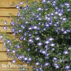 Lobelia 'Waterfall Ice Blue' -Van Meuwen lob waterfall 4