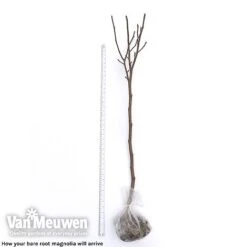 Magnolia 'Red Lucky' -Van Meuwen magnolia arrival