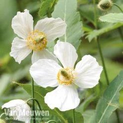 Meconopsis 'Union Jack' Collection -Van Meuwen meco