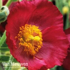 Meconopsis 'Union Jack' Collection -Van Meuwen meco3