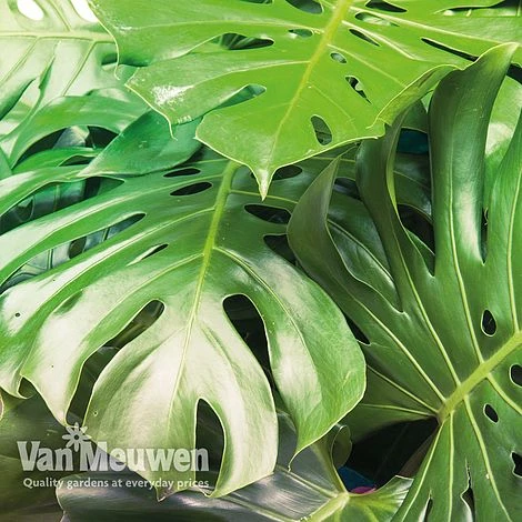 Monstera Deliciosa (House Plant) 8 Monstera Deliciosa (House Plant) - Image 8