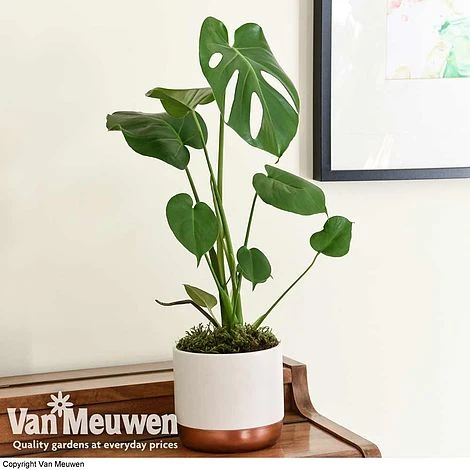 Monstera Deliciosa (House Plant) 9 Monstera Deliciosa (House Plant) - Image 9
