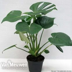 Monstera Deliciosa (House Plant) 19 Monstera Deliciosa (House Plant) -Van Meuwen mons vka2925 f