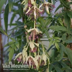 Clematis Napaulensis 6 Clematis Napaulensis -Van Meuwen nap