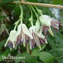 Clematis Napaulensis