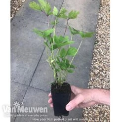 Clematis 'New Love' -Van Meuwen new love