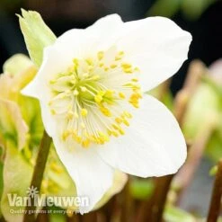 Hellebore 'Christmas Rose' -Van Meuwen niger