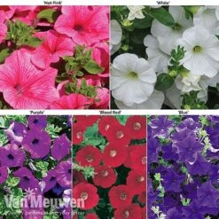 Petunia Surfinia® Collection -Van Meuwen petu 60645 main