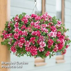 Petunia 'Cherry Ripple' (Tumbelina Series)