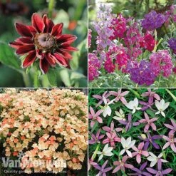 Summer Bedding Collection -Van Meuwen pic22
