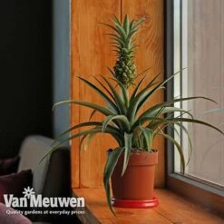 Pineapple Plant -Van Meuwen pine v80761 b