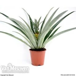 Pineapple Plant -Van Meuwen pine v80761 c