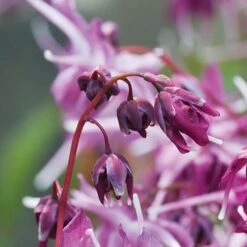 Epimedium 'Lilafee' -Van Meuwen pink2