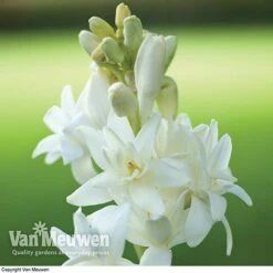 Polianthes Tuberosa 'The Pearl' 6 Polianthes Tuberosa 'The Pearl' -Van Meuwen polianth tub1