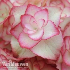 Hydrangea Macrophylla 'Miss Saori' -Van Meuwen sao2