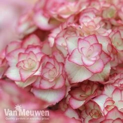 Hydrangea Macrophylla 'Miss Saori' -Van Meuwen sao3