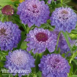Garden Ready Perennial Collection 7 Garden Ready Perennial Collection -Van Meuwen scabiosa