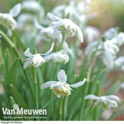Snowdrops In The Green (Double Flowered) 6 Snowdrops In The Green (Double Flowered) -Van Meuwen snow v18342 d